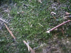 Rhynchostegiella tenella