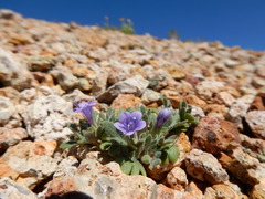 Collomia debilis trifida