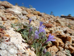 Collomia debilis trifida