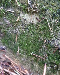 Rhynchostegiella tenella