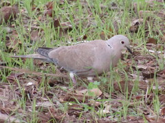 Streptopelia decaocto