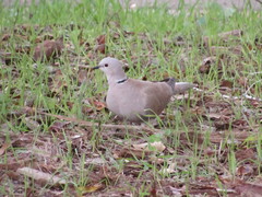 Streptopelia decaocto