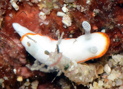 Goniobranchus albonares