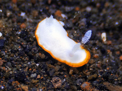Goniobranchus albonares