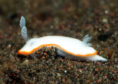 Goniobranchus albonares