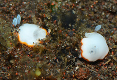 Goniobranchus albonares