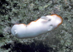Goniobranchus albonares