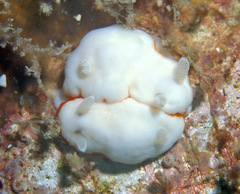 Goniobranchus albonares