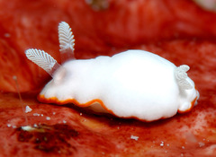 Goniobranchus albonares