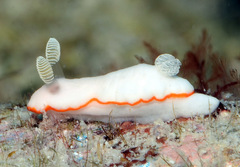 Goniobranchus albonares