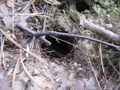 Mammalia