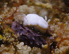 Goniobranchus albonares