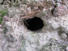 Mammalia
