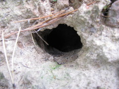 Mammalia