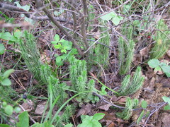 Spinulum annotinum