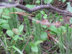 Spinulum annotinum