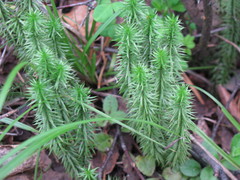 Spinulum annotinum