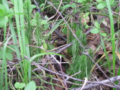 Spinulum annotinum