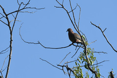 Streptopelia bitorquata