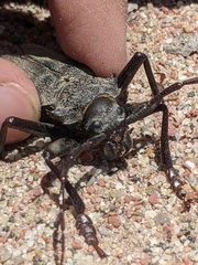 Apterocaulus heterogama