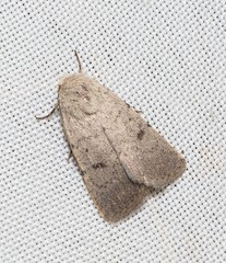 Caradrina aspersa