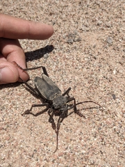 Apterocaulus heterogama