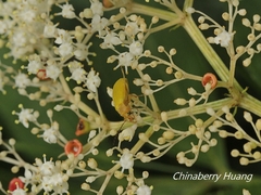 Cistelomorpha nigripilis