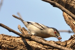 Dryoscopus cubla okavangensis