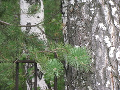 Pinus sylvestris