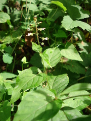 Circaea lutetiana