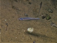 Atherinomorus vaigiensis