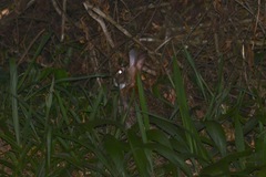 Sylvilagus brasiliensis