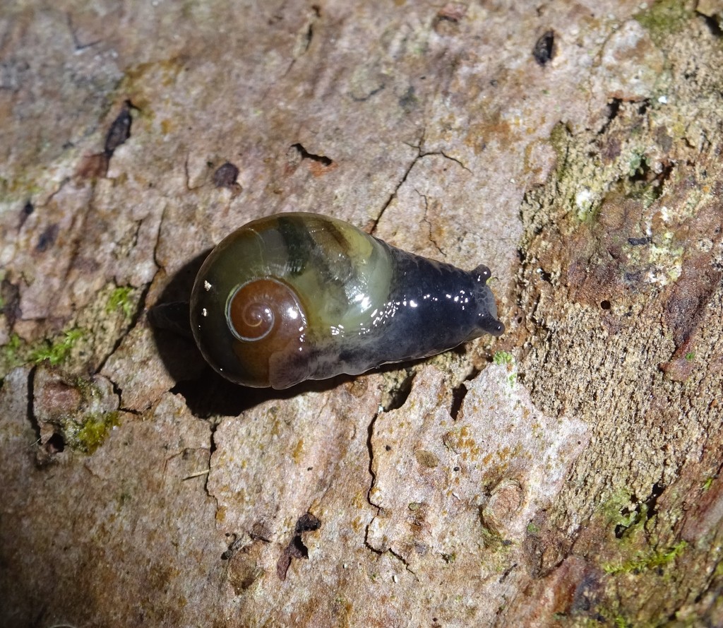 Greater Semi-slug