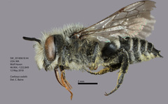Coelioxys sodalis