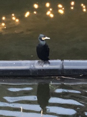 Phalacrocorax carbo
