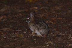 Sylvilagus brasiliensis