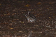Sylvilagus brasiliensis