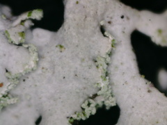 Physcia dubia