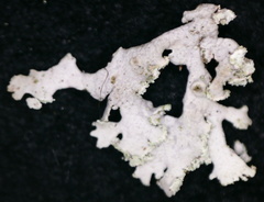 Physcia dubia