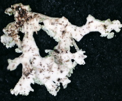 Physcia dubia