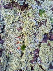 Physcia dubia