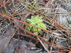 Pinguicula pumila