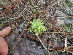 Pinguicula pumila