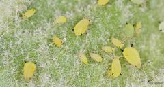 Aphis verbasci
