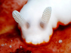 Goniobranchus albonares