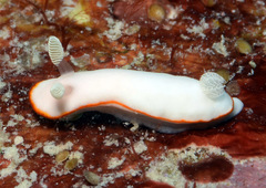 Goniobranchus albonares