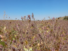 Cordylanthus capitatus