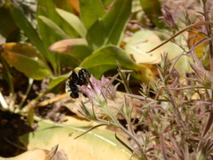 Cordylanthus capitatus