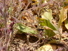 Cordylanthus capitatus