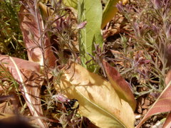 Cordylanthus capitatus